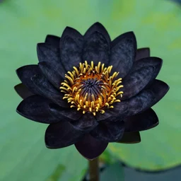 a black nelumbo nucifera over a green textured background, high quality, by magali villeneuve and brom and artgerm and donato giancola