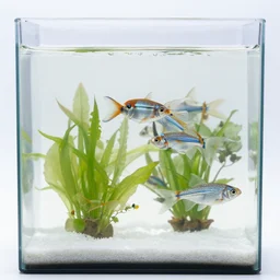 zinc and ammonia fish