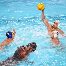 water polo played with humans and hippopotamuses. sports photograph.
