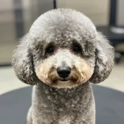 really ugly bad poodle haircut,