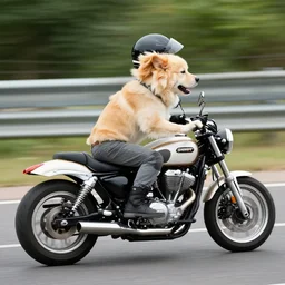 dog riding motocycle