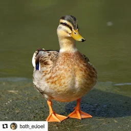 duck with six feet, photo trending on instagram