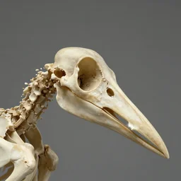 bird skeleton beak made of bird bone structures, with diapsid with a pre - lachrymal fossa, a single occipital condyl, bone structure photograph by naturalist museum
