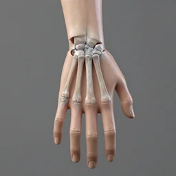anatomically correct hand