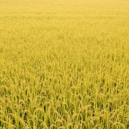 rice plane