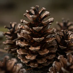 Pinecones sharp focus, crisp, megascans, low light, natural lighting 35mm lens