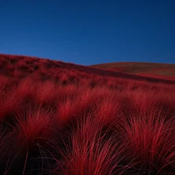 grass +red +blue