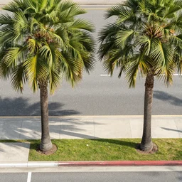 aerial photo of sidewalk at palm trees, side shot, by shunji dodo, 8 k resolution, photo, high quality
