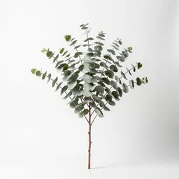 silver eucalyptus branch, studio photography, full body, isolated on a pure white background, centered, entire subject in frame, sharp focus, soft studio lighting