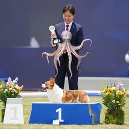 octopus wins first place in a dog show