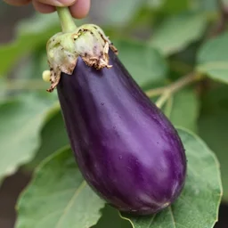 🍆, sharp focus
