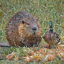 real beaver and real duck sitting on vegetables