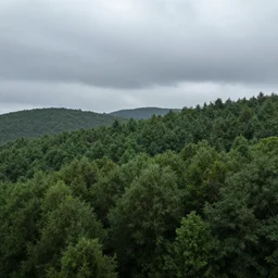 a wide landscape shot of a forest with a rainy sky in the background