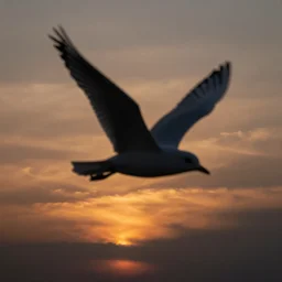 sunset shadows in shape of bird