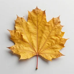 ych in autumn