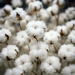 realistic photo of the cotton balls of white cotton, furry and hairy museum displays are shiny 1 9 9 0, life magazine reportage photo