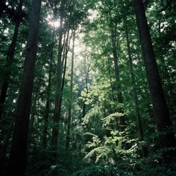 lush forest, against light, glare, bright details, contrasting, daylight, highly detailed, by dieter rams 1 9 9 0, national geographic magazine, reportage photo, natural colors
