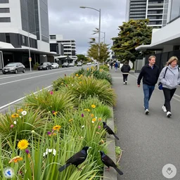 a street in a new zealand city where the roads have been replaced by wetlands filled with flowering new zealand flax. tui birds drink nectar. google street view. very windy day. people walking on the footpath
