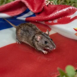 a rat swimming in trans flag blankets