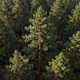 a top down view of a digital painting of a thick pine tree forest