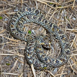 Bush Viper snake, wildlife photography