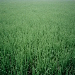 long grass field with figure film still 1 9 9 2, intricate, detailed, sharp focus, high contrast, film grain