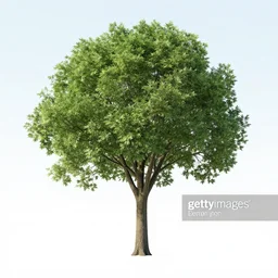 a photo of a tree from getty images with lots of watermarks