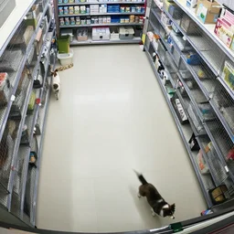 overhead view, surveillance, emptypet store with some pets moving around on the floor,