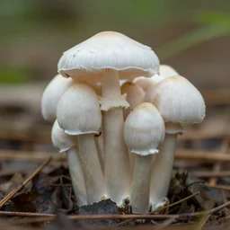 stinkhorn mushroom