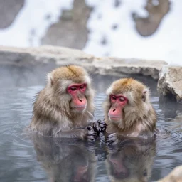 japanese macaque bathing in a hot spring, winter, nature photography