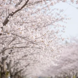 perfect cherry blossom