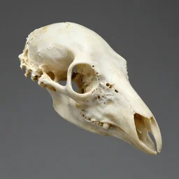 bird head made of bone structure, with diapsid with a pre - lachrymal fossa, a single occipital condyl, macro photograph by naturalist museum