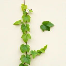 vine plant bind to a wall with leaves and flowers, the vine plant looks like a face