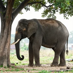 an elephant is behind a tree. you can see the trunk on one side and the back legs on the other.