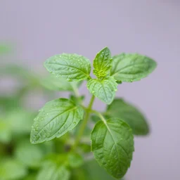 strawbasil