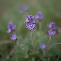 an hd unadulterated photograph of phacelia