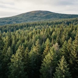 beautiful swedish forest from the view of a mountain, breathtaking, cinematic, soft colors, sharp, by James Gurney