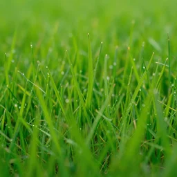 a extreme close-up photograph of a beautiful green grass, shot on sony alpha dslr-a300, good lighting
