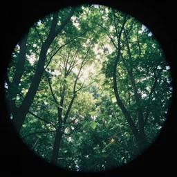 circular polarizer photo sample of trees