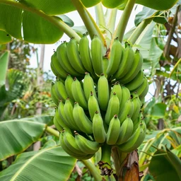a banana tree with bananas