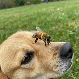my dog stepped on amber heard head as a bee