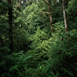 lush forest, dense vegetation, against light, bright details, contrasting, daylight, highly detailed, by dieter rams, national geographic magazine, reportage photo, natural colors