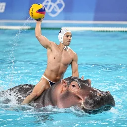 a water polo players riding a hippopotamuses. photograph.