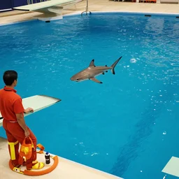 a shark diving from a diving board into a pool. a lifeguard is guarding the pool. photographic, photography