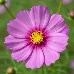 cosmic bloom