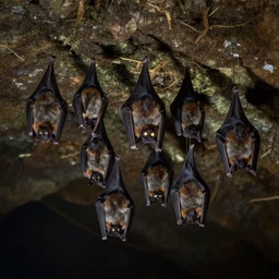 a colony of Fruit bats with glowing eyes hang from the ceiling of an Indonesian cave, atmospheric, mysterious, in the style of National Geographic, hyperreal