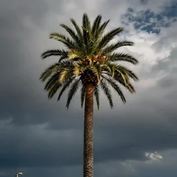“palm tree”