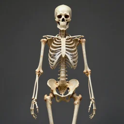 a human with no bones