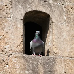 a pigeon stuck in an embrasure inside a medieval wall