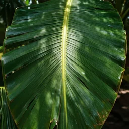 the coconut leaves, good shade it gives,, silly, laughing, highly detailed vfx, cinematic, volumetric lighting,